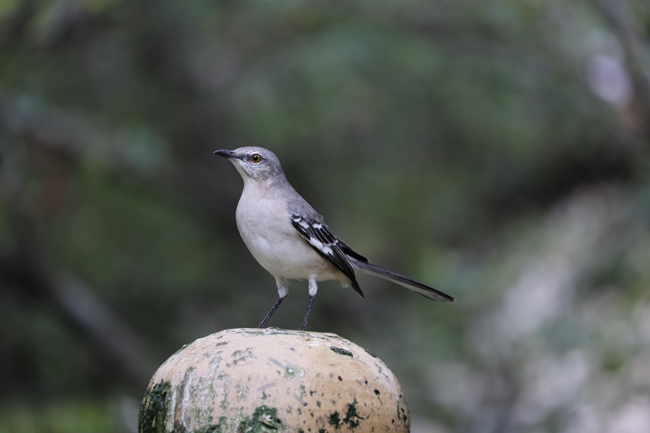 Backyard Corvids: How to Make Your Yard Inviting Without Doing Harm