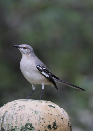 flicker