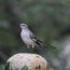 popular-post