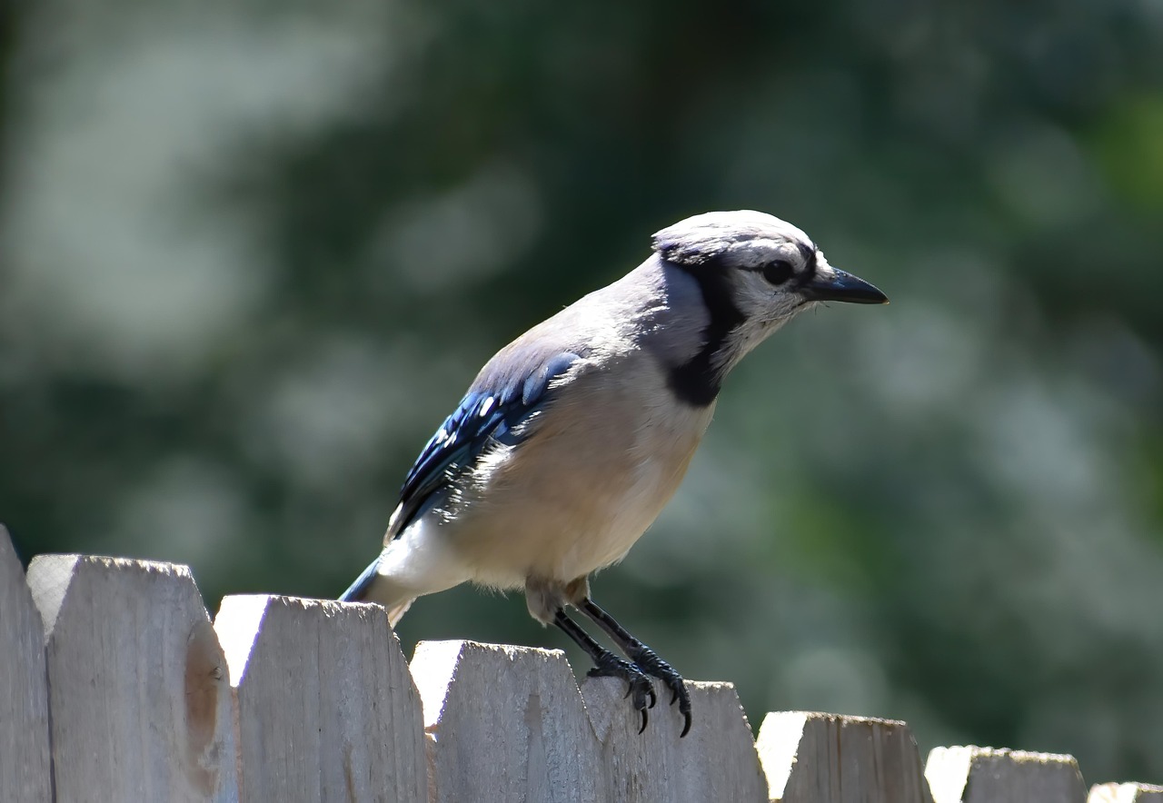 Blue Jay Communication: What All That Noise Is Really Saying