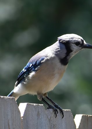 flicker