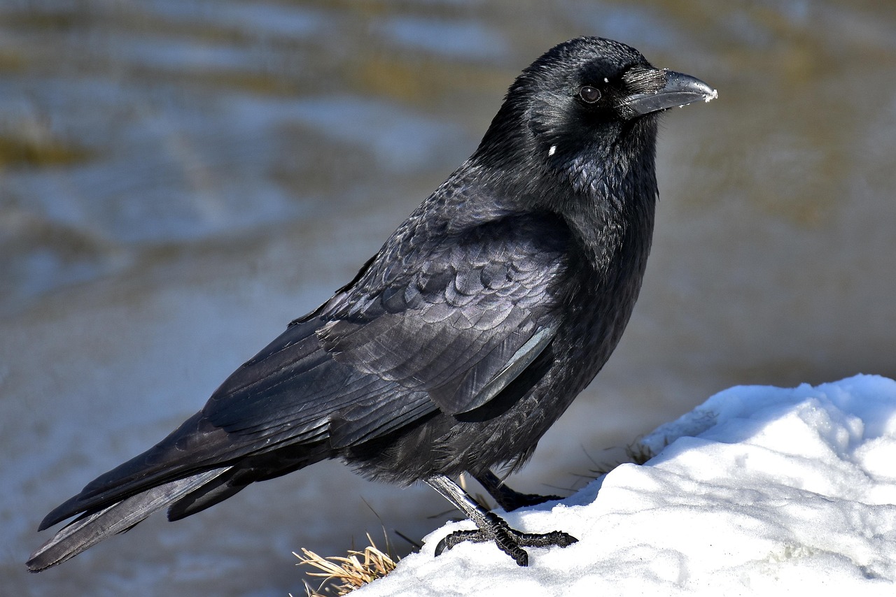 Corvid Conservation: The Quiet Challenges Facing Our Smartest Birds