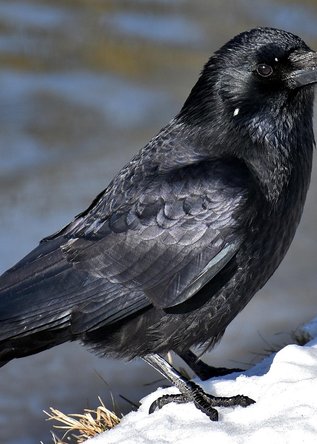 flicker