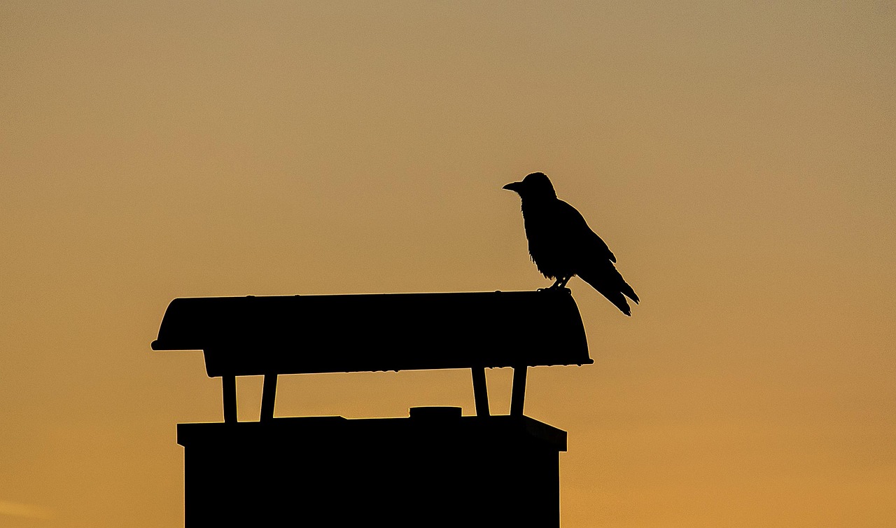Corvids in Folklore: From Tricksters to Messengers