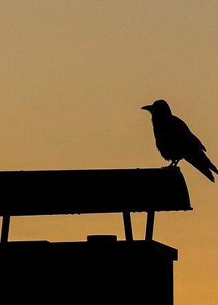 flicker