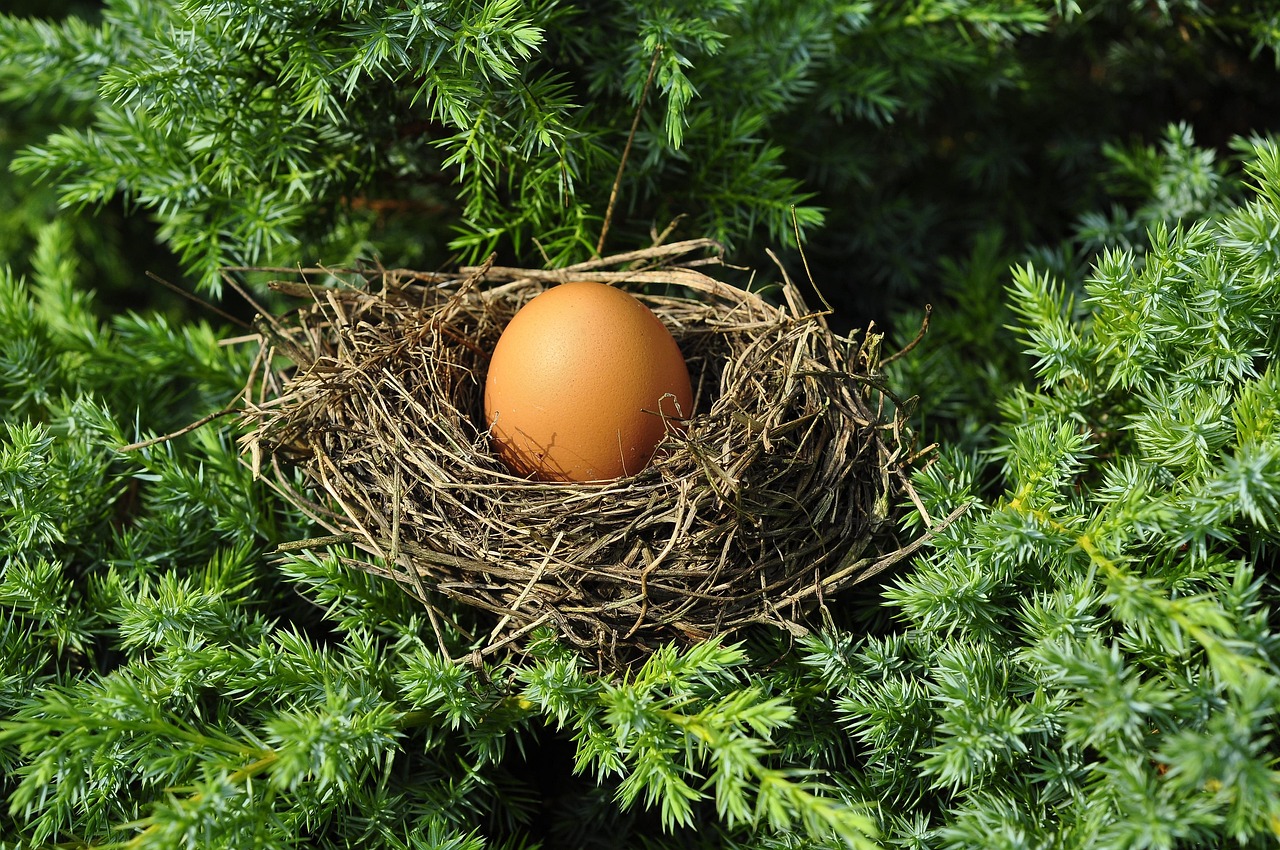 Magpies and the Art of the Nest: Engineering in the Treetops
