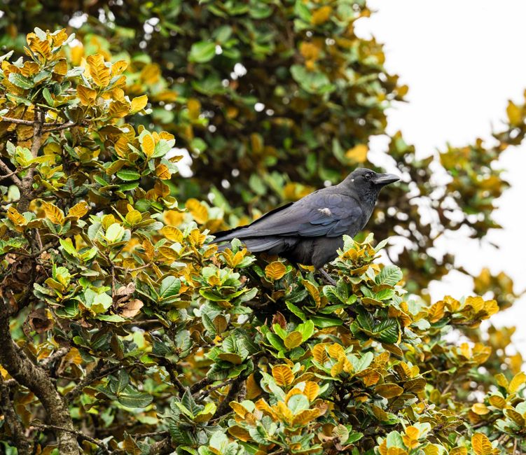 Raven or Crow? A Beginner's Guide to Telling Them Apart
