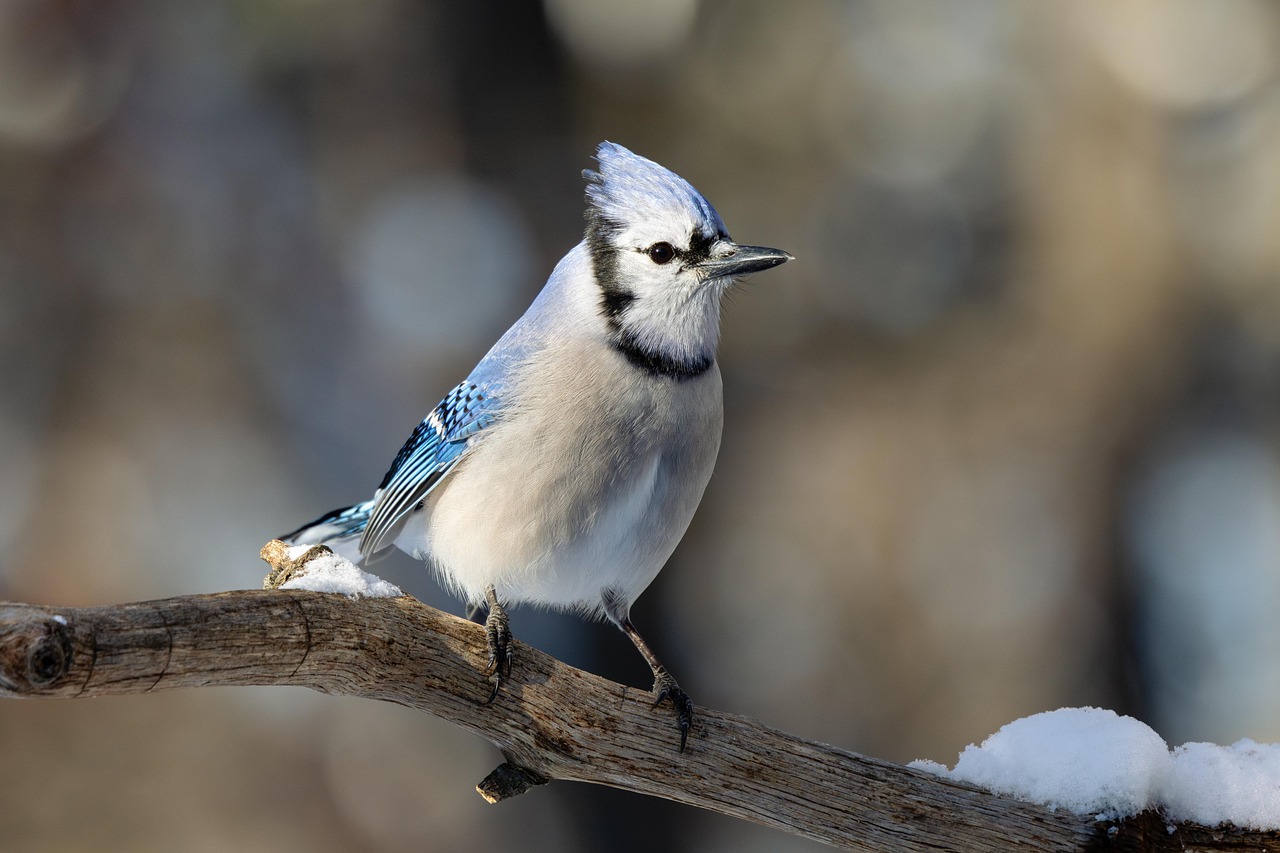 Reading a Jay's Crest: Small Signals, Big Meanings