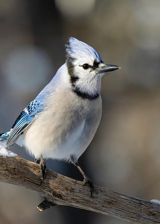flicker