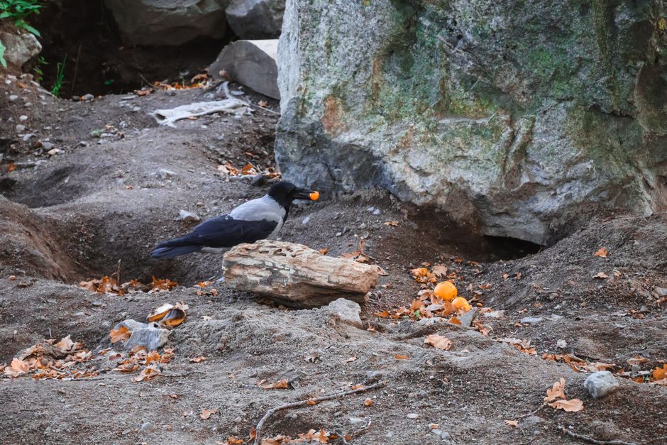 The Cache Artist: How Crows Remember Thousands of Hiding Spots