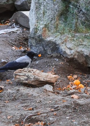flicker