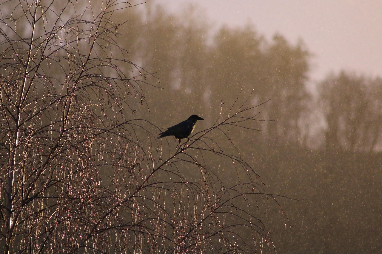 The Family Life of Crows: What a Roost Really Means