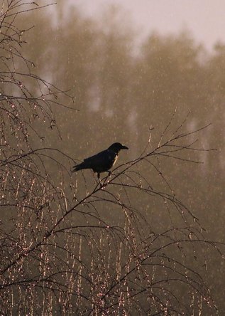 flicker